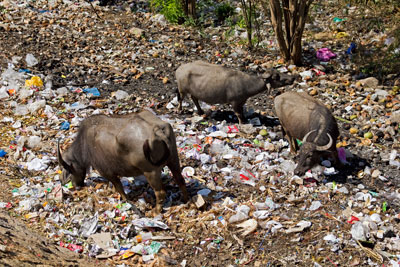 Cows eating litter on Chamundi Hills ouotside Mysore, India